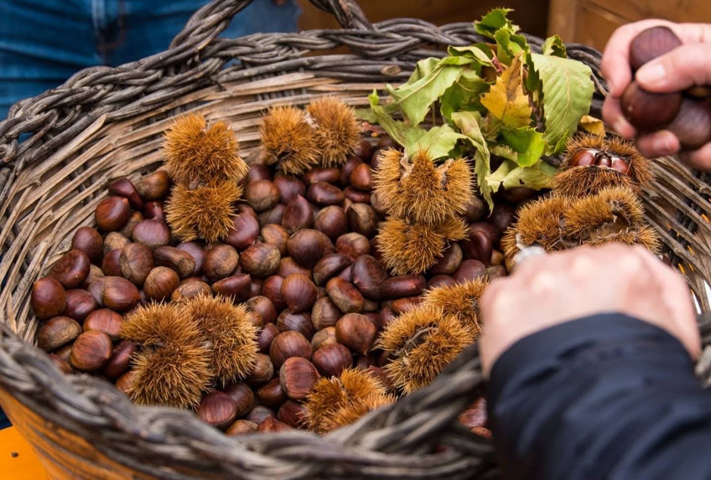 Cesto di castagne con ricci e foglie