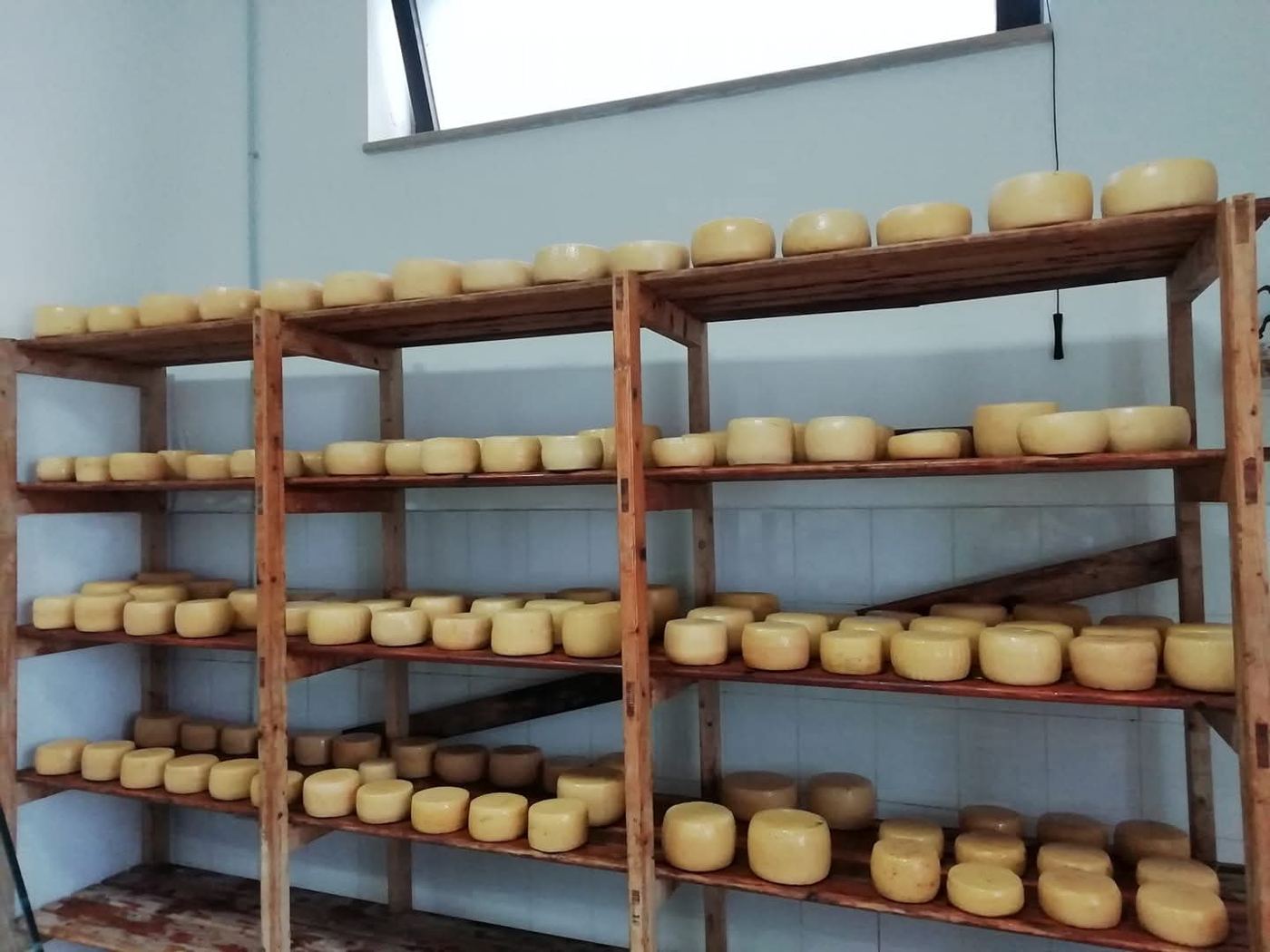 Scaffali di forme di pecorino vitulanese