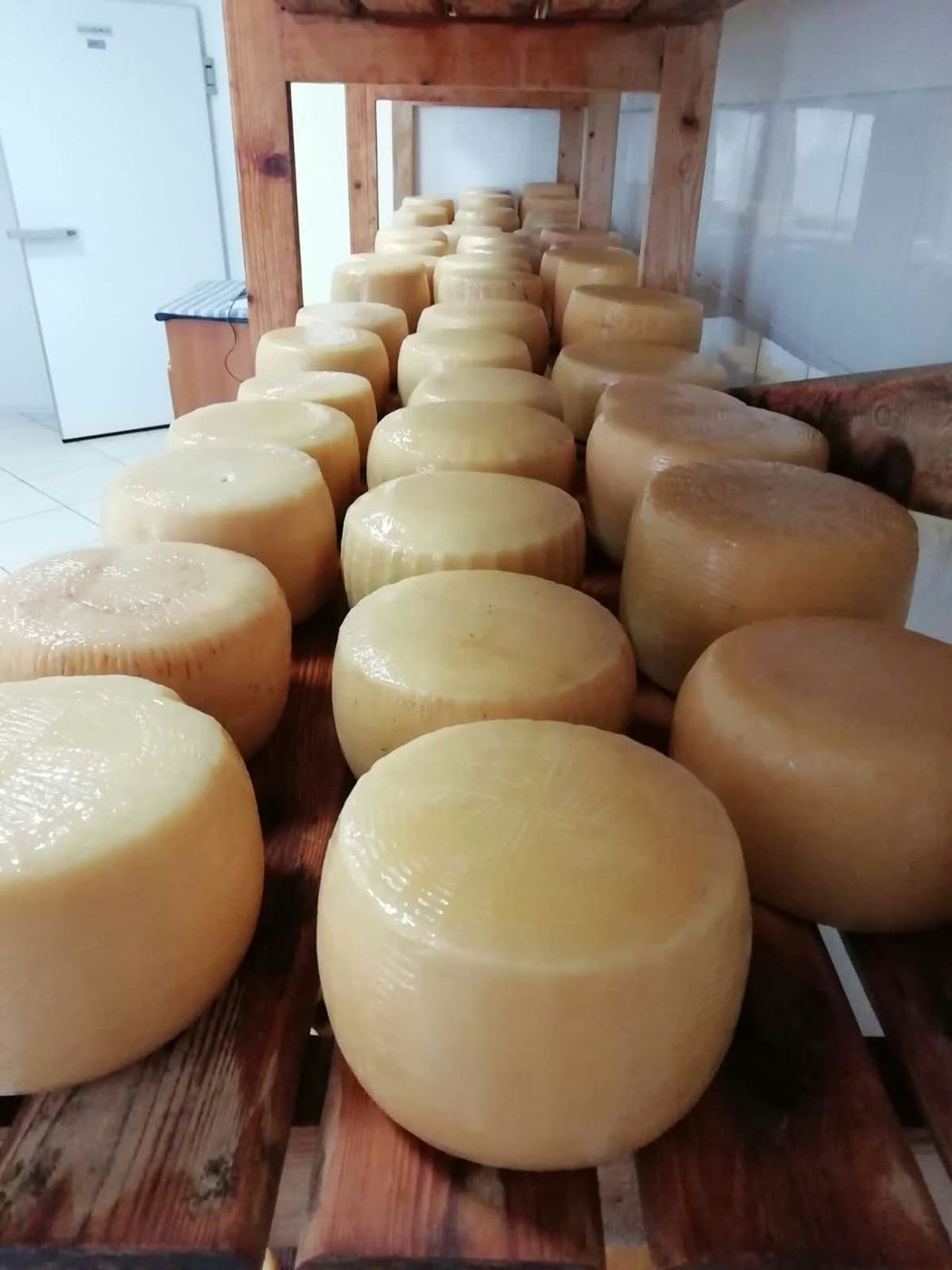Forme di pecorino in stagionatura su tavole di legno